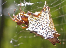 Spined Micrathena